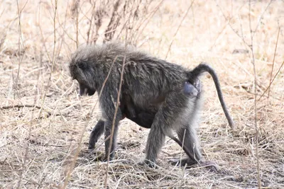 DSC_4037 (Large).JPG